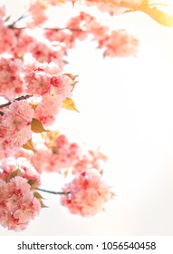 Spring background with flowering Japanese oriental cherry sakura blossom, pink buds with soft sunlight, soft focus - Shutterstock ID 1056540458