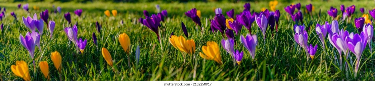 Spring background with flowering violet crocus in early spring. Lila Crocus Iridaceae ( The Iris Family ) , banner. Crocus flowers in sunny bokeh light, close up.Panorama of medow with crocus. 