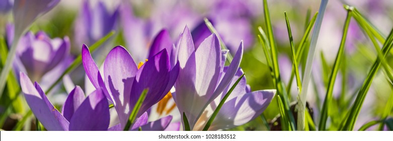 Spring background with Flowering violet Crocuses flowers in Early Spring. Crocus Iridaceae ( The Iris Family ) blossom , banner
