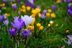 Spring Background With Flowering Violet, Purple, Yellow And White Crocus In Early Spring. Crocus Iridaceae ( The Iris Family ), Banner - Image