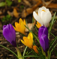 Spring Background With Flowering Violet, Purple, Yellow And White Crocus In Early Spring. Crocus Iridaceae