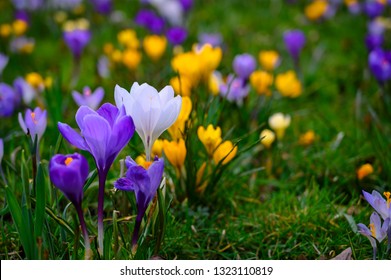 Spring background with flowering violet, purple, yellow and white Crocus in early spring. Crocus Iridaceae ( The Iris Family ), banner - Image