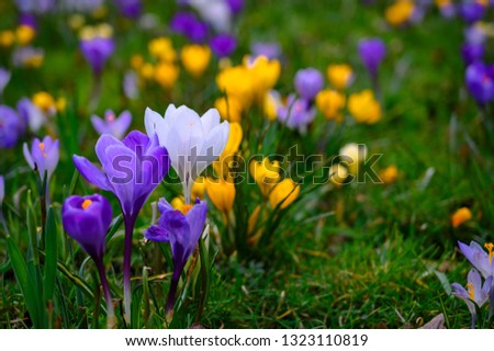 Spring background with flowering violet, purple, yellow and white Crocus in early spring. Crocus Iridaceae ( The Iris Family ), banner - Image