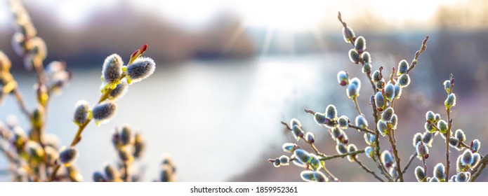 Spring background with flowering willow branches near the river in sunny weather - Powered by Shutterstock