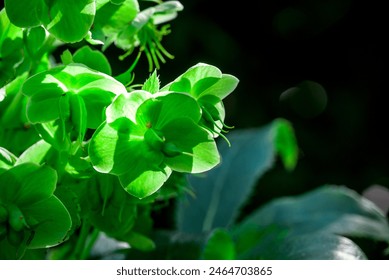 spring background with spring  flowers 