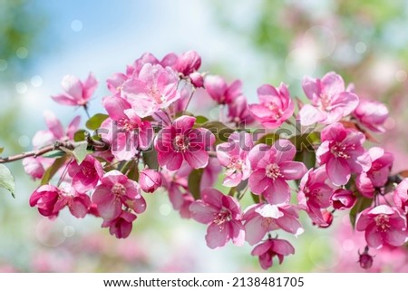 Spring background of flowers.Red apple tree flowers.Space for text.