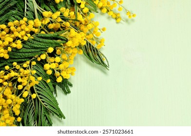 Spring background - flowers of mimosa on the light green wooden surface, focus at the mimosa flowers, spring background, for Easter, Mothers day and 8 March holidays