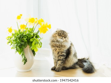 Spring background. fluffy cute cat looking ahead and sits next to yellow daffodils in a white vase on a white background. funny cats. spring cats