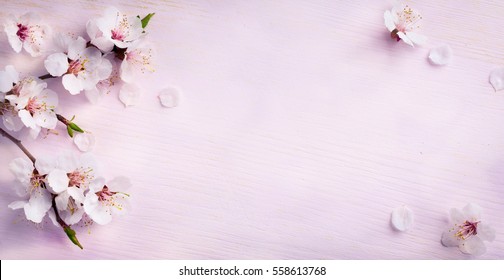 spring background; fresh flower on blue background.