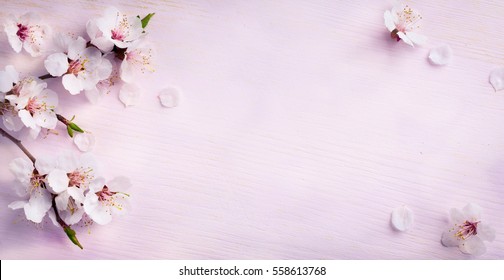 Spring Background; Fresh Flower On Blue Background.