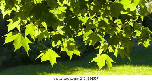 Spring background with fresh maple leaves in sunlight. Wide photo.