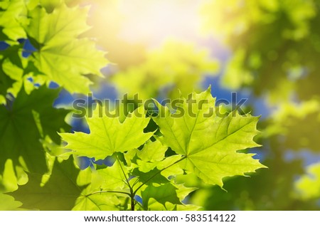 Spring background with fresh maple leaves in sunlight