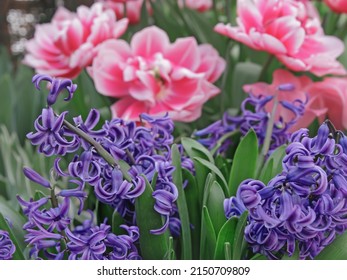 Spring background with hyacinths, traditional easter flowers, flower background, easter background