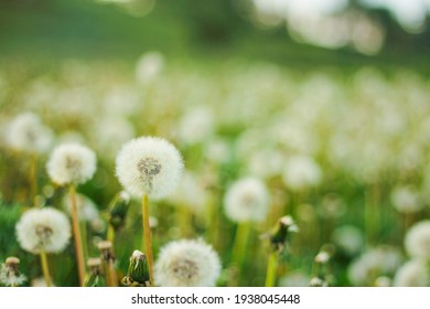 Spring background with light transparent flowers dandelions with soft focus. concept of medicinal herbs. allergic reactions.
