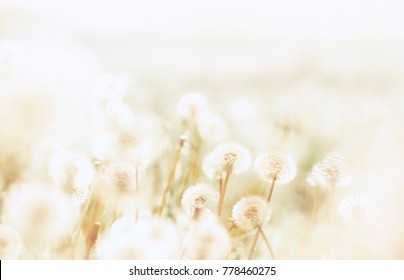 Spring background with light transparent flowers dandelions at sunset in pastel light golden tones macro with soft focus. Delicate airy elegant artistic image of nature, pastel colored. - Powered by Shutterstock