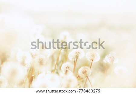 Spring background with light transparent flowers dandelions at sunset in pastel light golden tones macro with soft focus. Delicate airy elegant artistic image of nature, pastel colored.