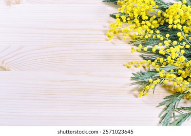 Spring background with mimosa flowers on the light wooden background, free space for Easter, Mothers day, 8 March holidays texts. Selective focus at the mimosa flowers