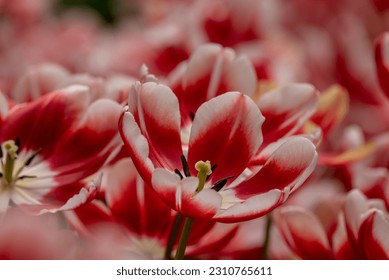 spring, background, nature, red, natural, flower, beautiful - Shutterstock ID 2310765611