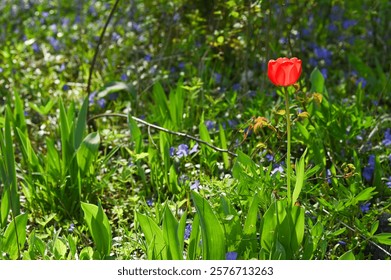 spring background. one red tulip