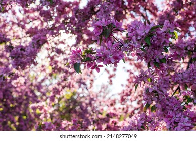 Spring Background. Pink Blooming Tree In The Garden.