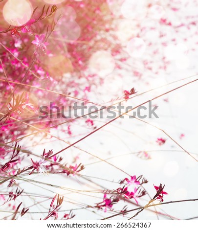 Similar – Carnation Flowers Frame Background