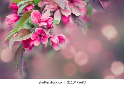 Spring background with Pink Flowers Apple tree. Branch with Apple blossom on natural blur background. Beautiful Nature floral Web banner with copy space 