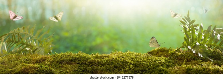 Spring Background. Sunrise In The Forest. Forest Mosses And Creatures.