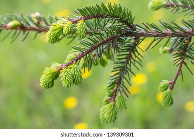 Spring Background With Tender Spruce Tips