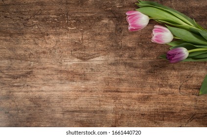 Spring background with tulips , frame on the wodden background