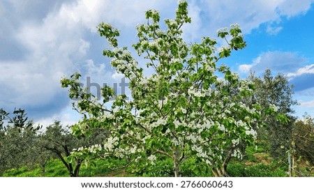 As a spring background, the white blossoms of a pear tree (Pyrus communis) in April