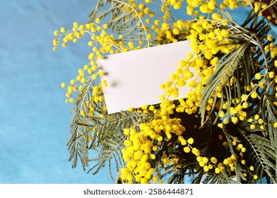 Spring background, white card in the mimosa flowers on the blue background, 8 March card with mimosa flowers, also suitable for Easter and Mothers day