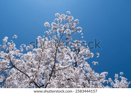 Similar – Image, Stock Photo White cherry blossom against dark background