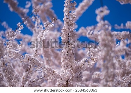 Similar – Image, Stock Photo white cherry blossom against a blue sky