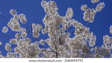 Similar – Image, Stock Photo white cherry blossom against a blue sky