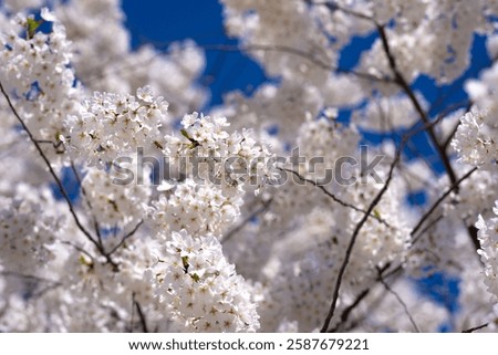 Similar – Image, Stock Photo white cherry blossom against a blue sky