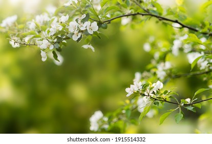 Spring Background With White Flowers And Apple Leaves. Blur Spring Blossom Background.