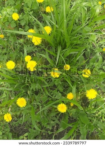 Spring background: yellow dandelions among green leaves, top view
