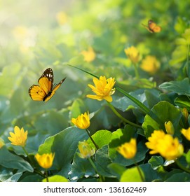 Spring Background With Yellow Flowers And Butterfly