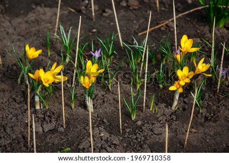 Spring background. Young  crocuses grow in springtime. Beautiful colorful first flowers in spring. Wooden pikes against cats. Yellow Snow crocus and purple or blue Early Crocus. Selective Focus
