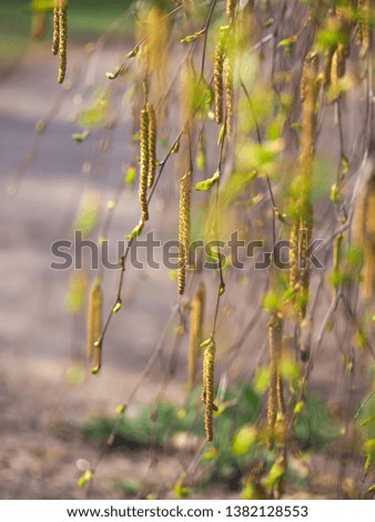 Similar – gold Plant Sunlight Spring