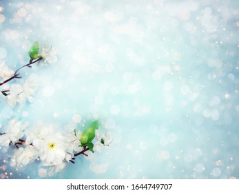 spring backgroung flowering cherry flowers blossom floral nature and abstract bokeh                    