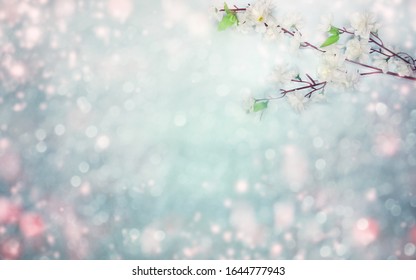 spring backgroung flowering cherry flowers blossom floral nature and abstract bokeh                    