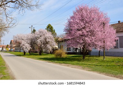 Spring In Backi Petrovac, Vojvodina