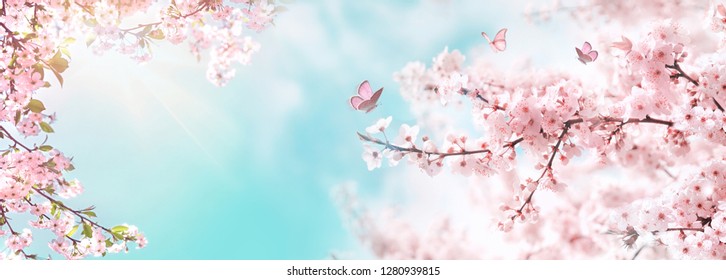 Весенний баннер, ветви цветущей вишни на фоне голубого неба и бабочки на природе на открытом воздухе. Розовые цветы сакуры, мечтательный романтический образ весна, пейзажная панорама, копирование пространства.