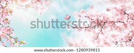 Spring banner, branches of blossoming cherry against background of blue sky and butterflies on nature outdoors. Pink sakura flowers, dreamy romantic image spring, landscape panorama, copy space.