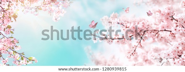 Spring banner, branches of blossoming cherry\
against background of blue sky and butterflies on nature outdoors.\
Pink sakura flowers, dreamy romantic image spring, landscape\
panorama, copy space.
