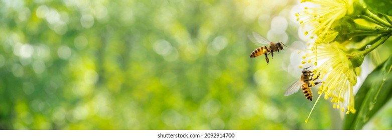 Spring banner design, Two Bees flying over the yellow flower on green natural garden Blur background.