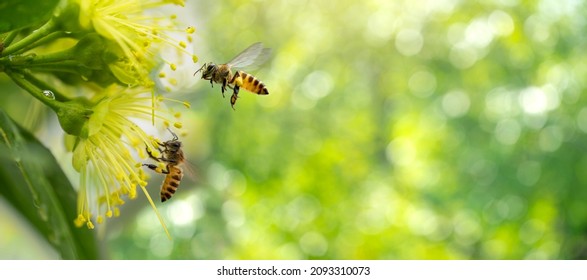Spring banner design, Two Bees flying over the yellow flower on green natural garden Blur background. - Powered by Shutterstock