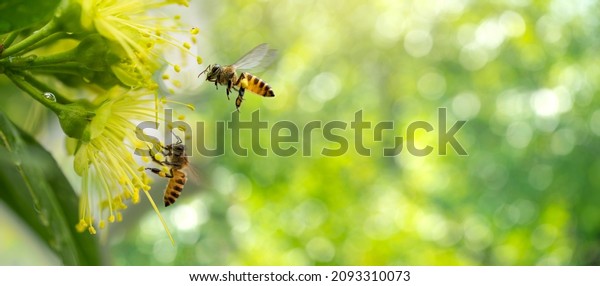 Spring banner design, Two\
Bees flying over the yellow flower on green natural garden Blur\
background.