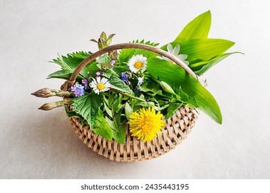 Spring basket background with flowers, herbs and plants. Wild garlic, nettle, dandelion and other medicinal herbs and wild edible plants growing in early spring.